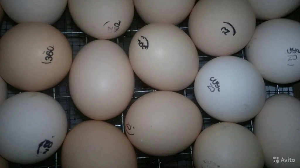 инкубационное яйцо.  в Красноярске 2
