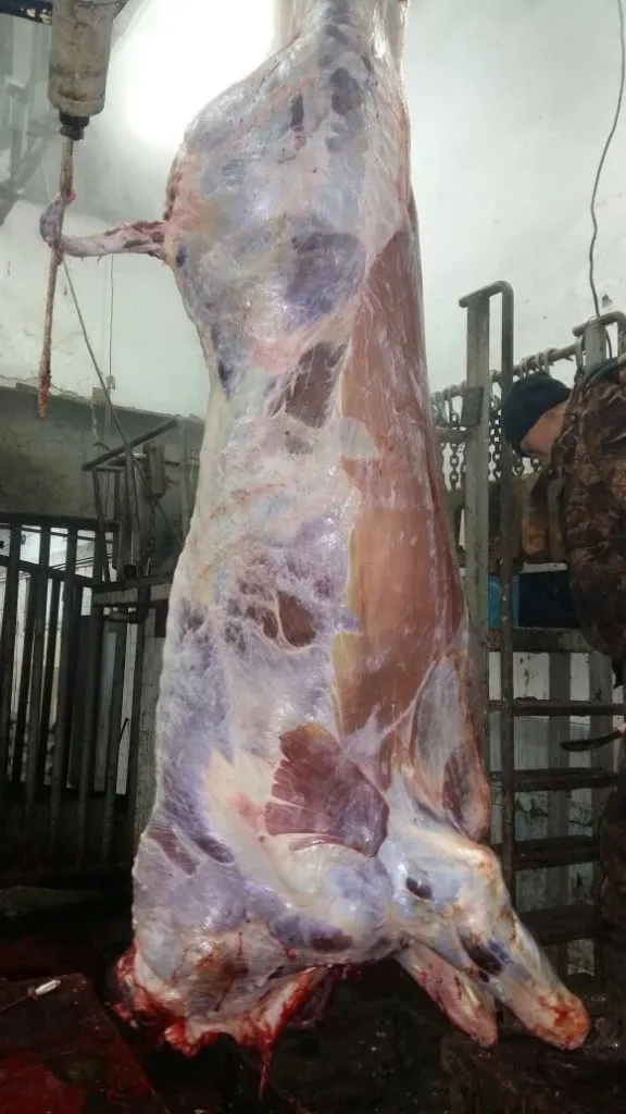 мясо говядины (быки 250+) в Красноярске