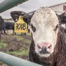 Фермерам Минусинского района напомнили правила забоя скота