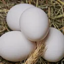Красноярский край отправил на экспорт в Монголию более 5 млн куриных яиц