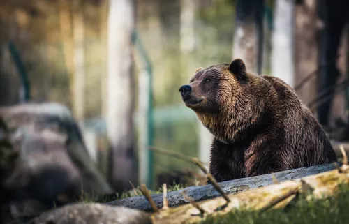 Найденный в туше красноярского медведя паразит оказался опасным для человека