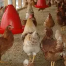 Крупная красноярская птицефабрика выставлена на продажу за 1 млрд рублей