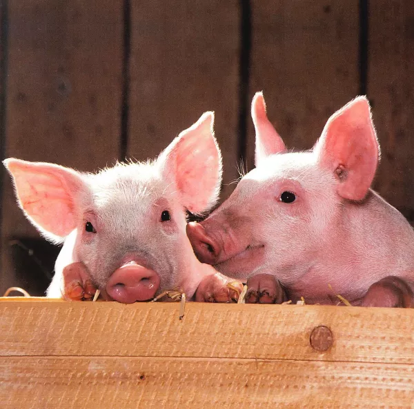 Новая вспышка африканской чумы свиней выявлена в Красноярском крае