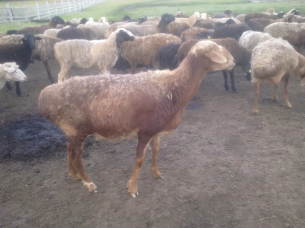 Живой вес овец. Курдючный баран вес. Нарынский курдючный баран. Курдючные овцы. Эдельбаевская порода овец и Баранов.