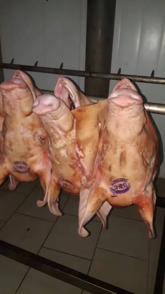 фотография продукта Головы свиные без языка.